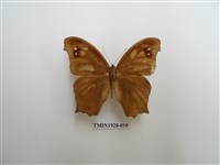 藏品(暮眼蝶)的圖片